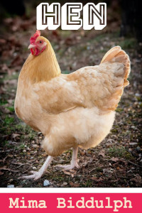 Hen